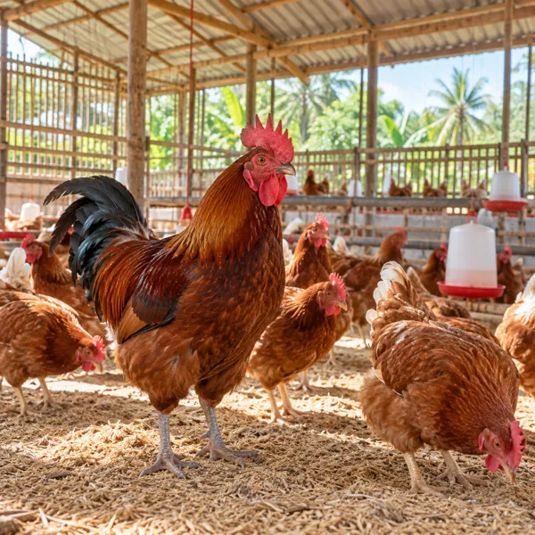 Healthy poultry in a clean naturally lit Philippine farm barn
